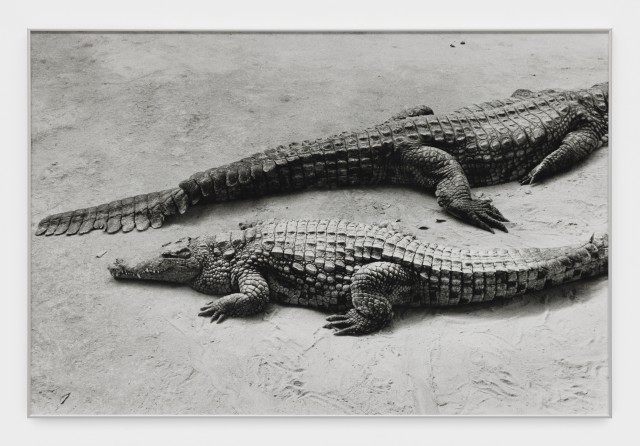 Alassan Diawara Untitled, 2026 Baryta print 120 x 80 cm. 47 1/4 x 31 1/2 in. Ed. 5 + 2 AP