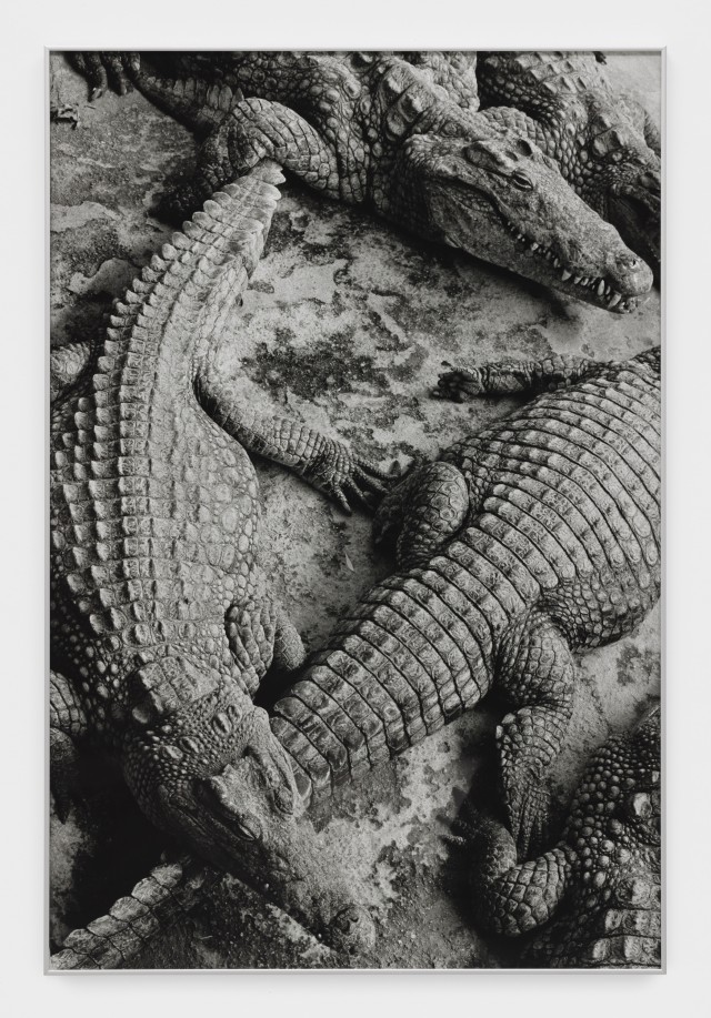 Alassan Diawara Untitled, 2026 Baryta print 120 x 80 cm. 47 1/4 x 31 1/2 in. Ed. 5 + 2 AP