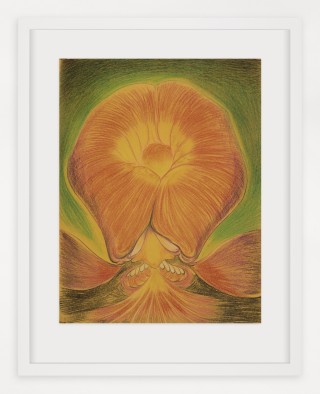 The Drawing Center Phragmipedium Samurai 2021 Pastel sobre papel 35 x 24cm framed copie