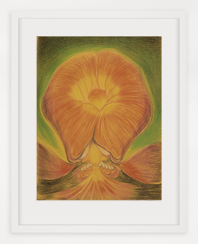 The Drawing Center Phragmipedium Samurai 2021 Pastel sobre papel 35 x 24cm framed copie